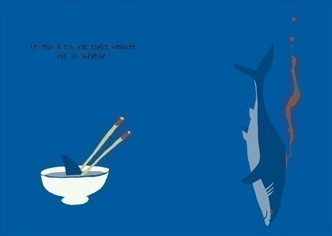 LE REQUIN