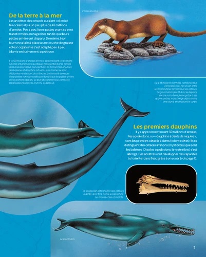 LES DAUPHINS