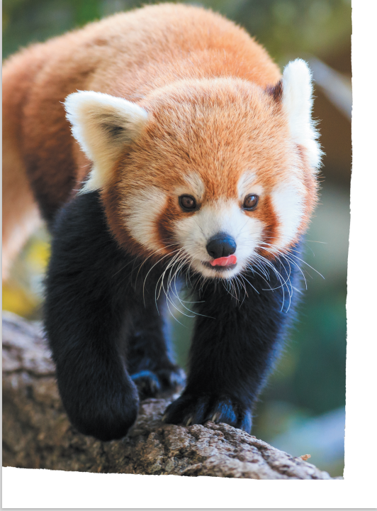ATTENTION, PETIT PANDA ROUX ! DEFIS NATURE