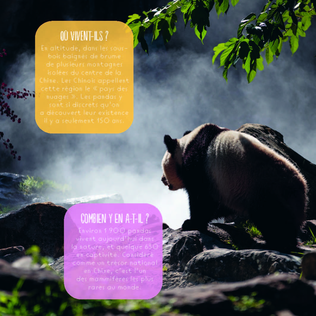 LES PANDAS