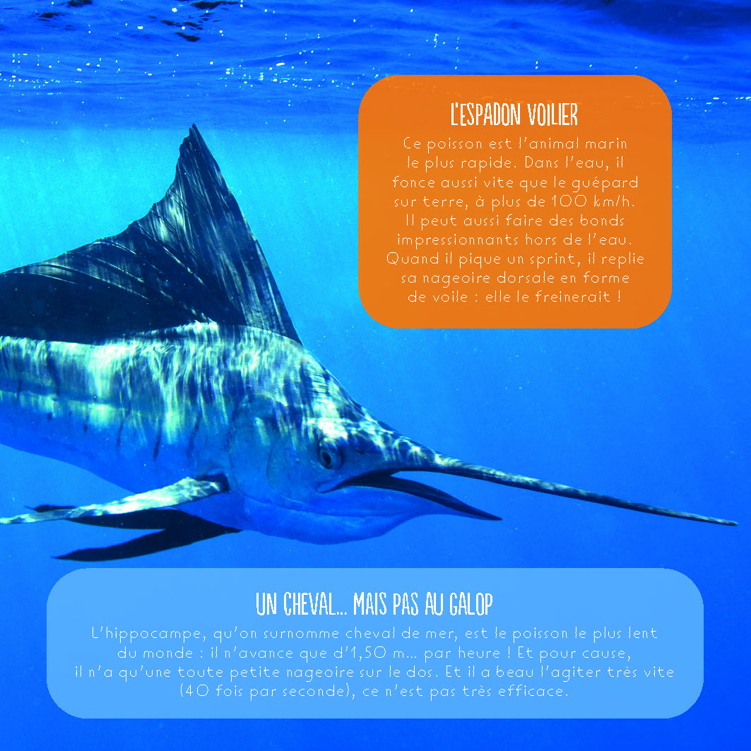 LES RECORDS DES ANIMAUX