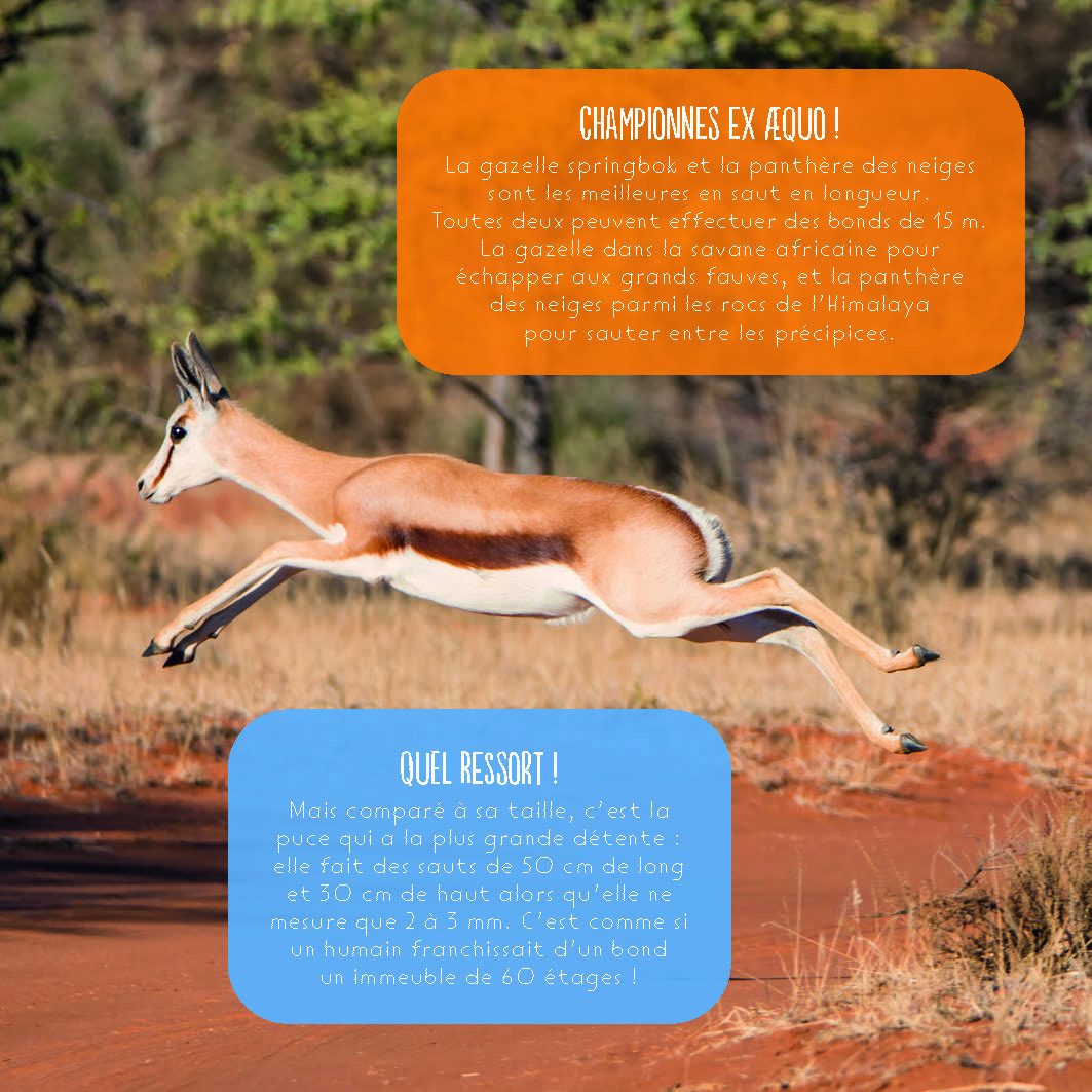 LES RECORDS DES ANIMAUX