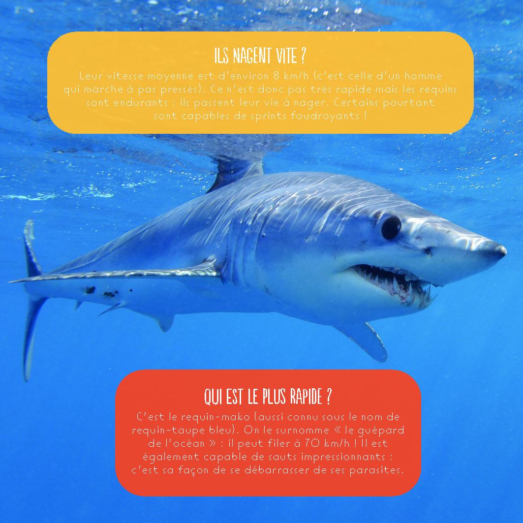 LES REQUINS
