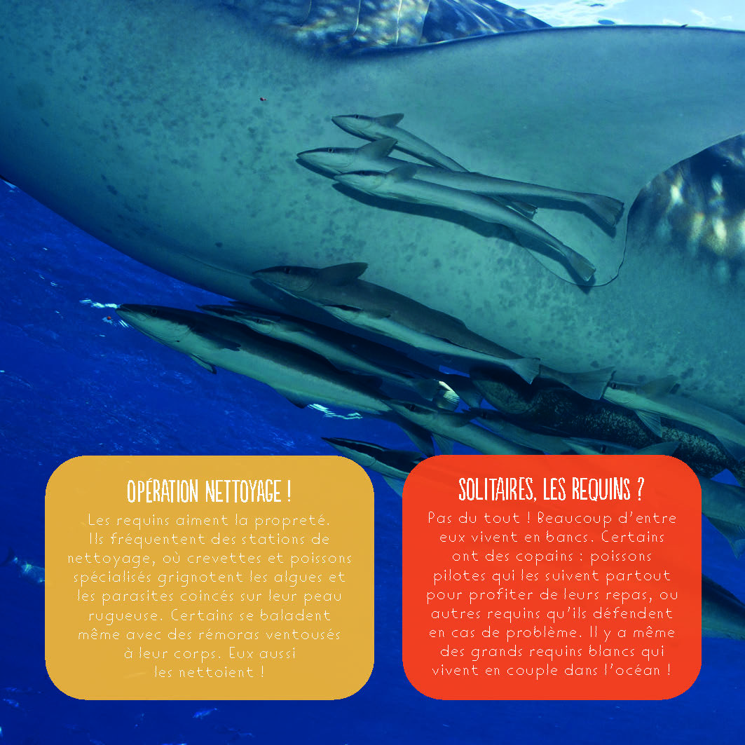 LES REQUINS