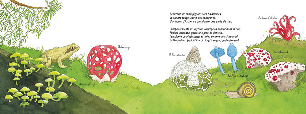 CHAPEAU LES CHAMPIGNONS ! MYCOLOGIE