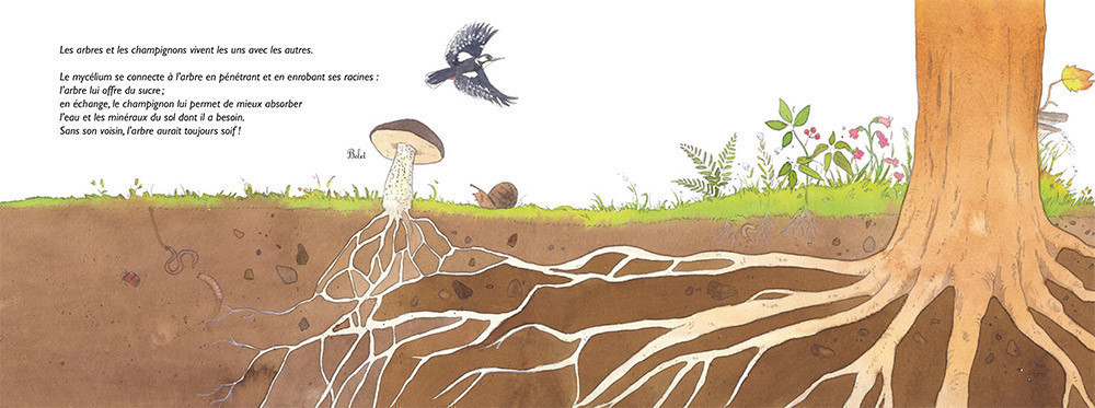 CHAPEAU LES CHAMPIGNONS ! MYCOLOGIE