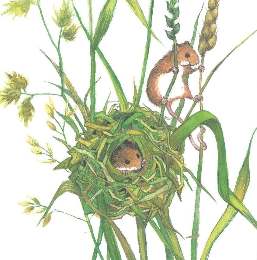 LES ANIMAUX ! - 21 PETITES HISTOIRES NATURELLES