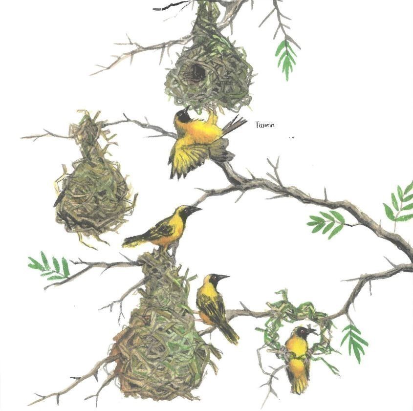 LES ANIMAUX ! - 21 PETITES HISTOIRES NATURELLES