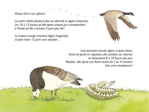 CROTTES DE BETES !
