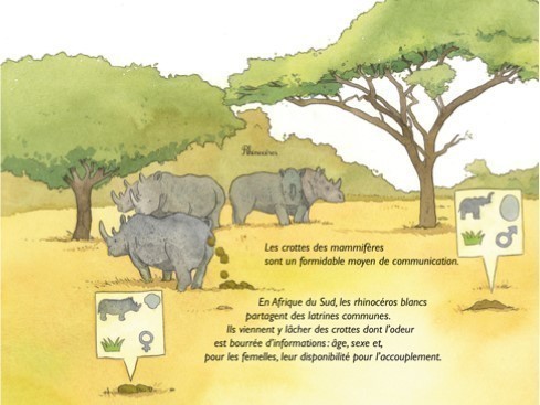 CROTTES DE BETES !
