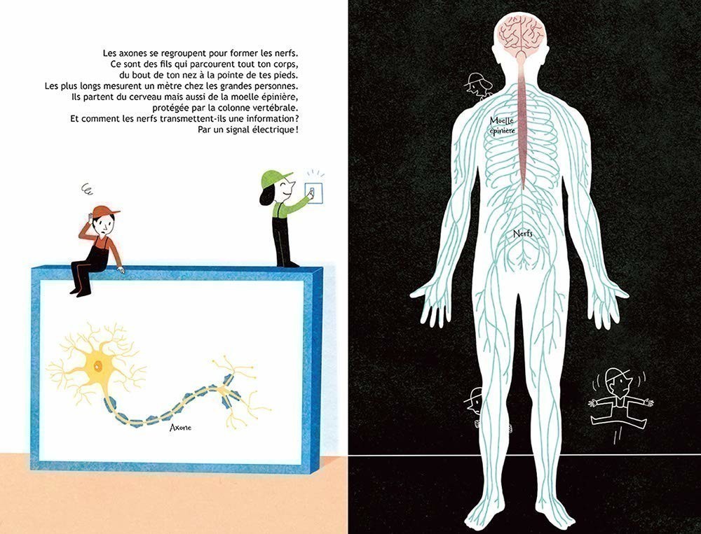 100 % CONNECTE - LE CERVEAU ET LES NEURONES