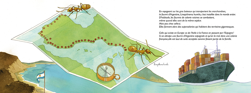 FORMIDABLES FOURMIS : LA MYRMECOLOGIE