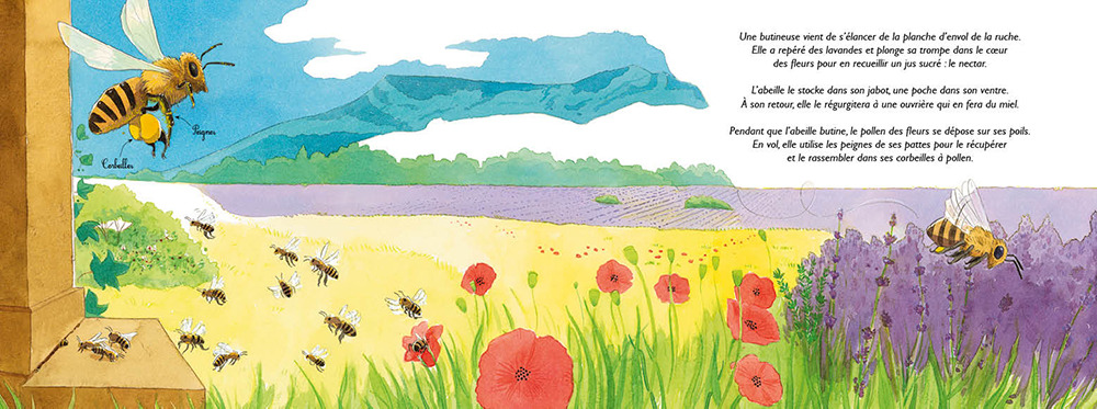 AU ROYAUME DES ABEILLES : APIDOLOGIE