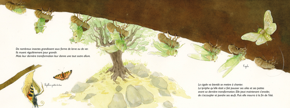 ADIEU VIEILLES PEAUX ! : LES MUES DES ANIMAUX