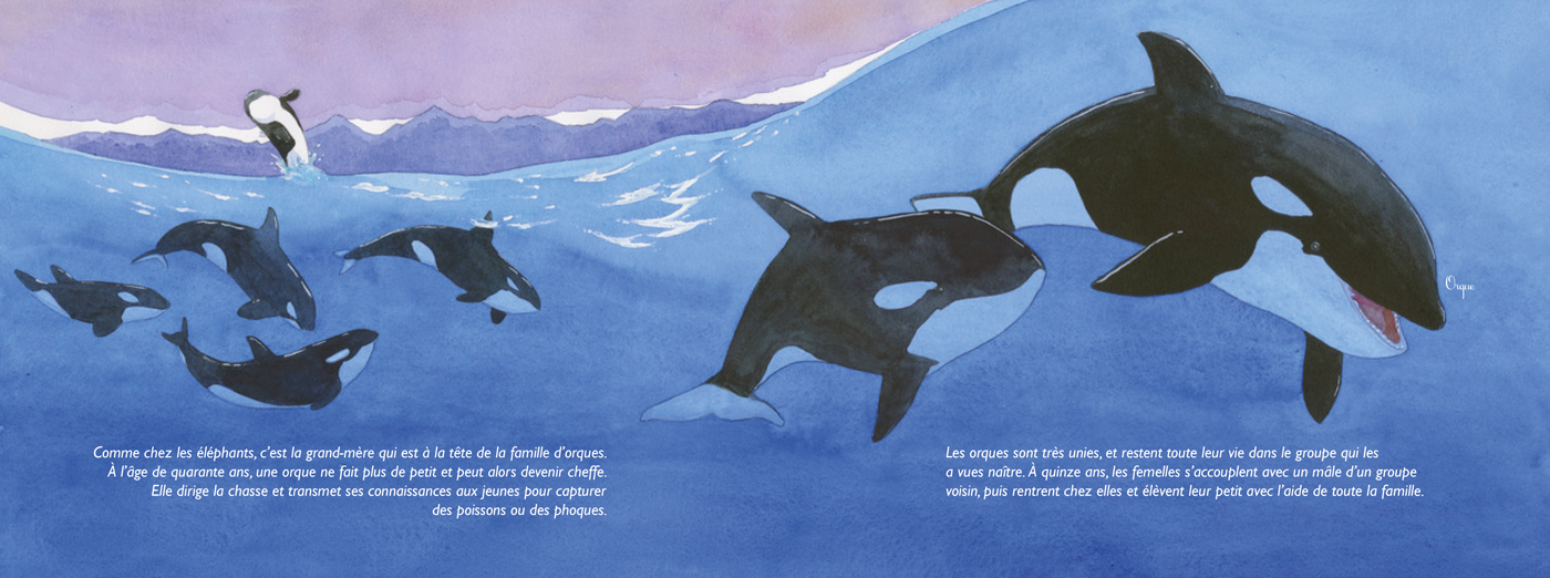 FORTES ET FLAMBOYANTES ! : LES FEMELLES DANS LE MONDE ANIMAL