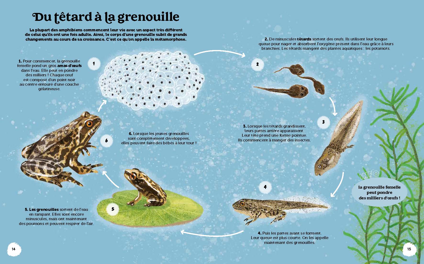 LES MERVEILLES DE LA NATURE