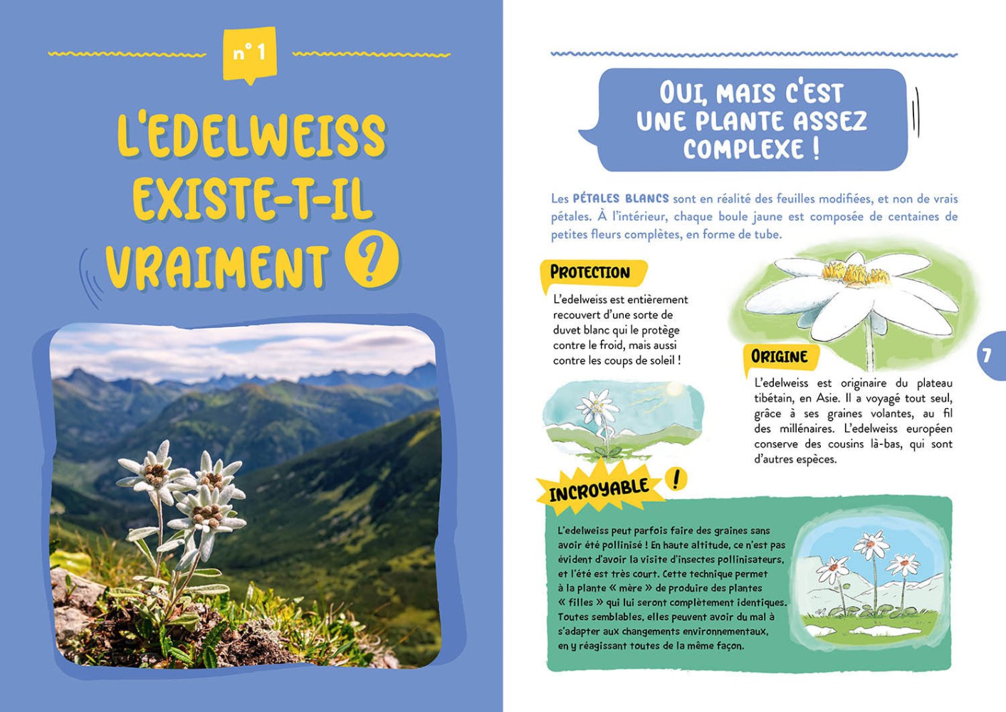 L'edelweiss Existe-T-Il Vraiment ?