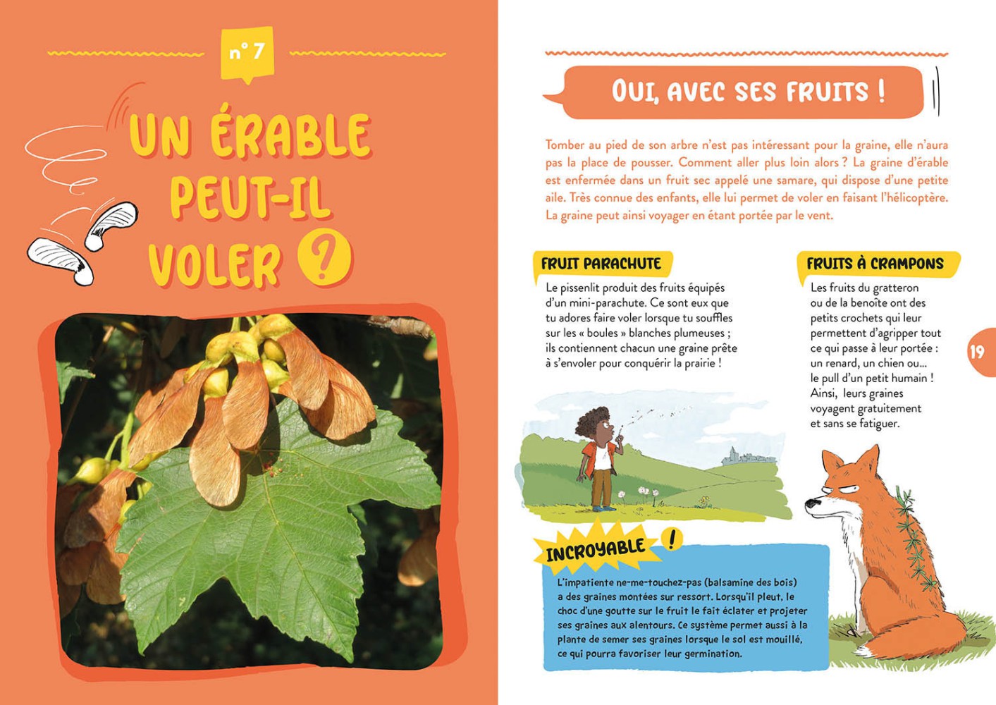 L'edelweiss Existe-T-Il Vraiment ?