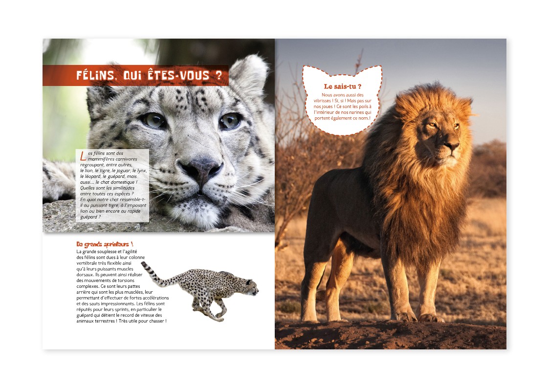 LES FELINS