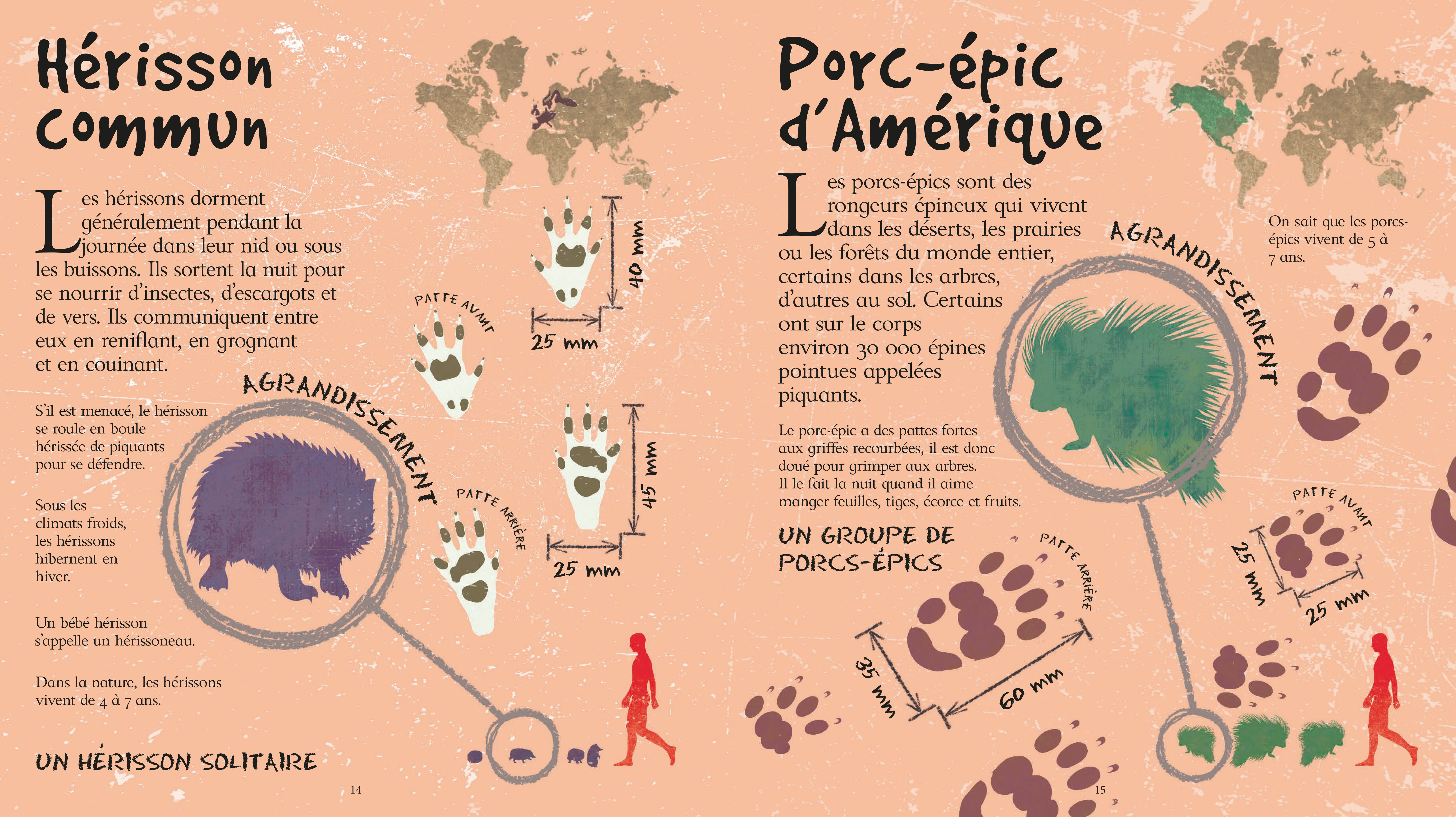 LES TRACES DES ANIMAUX