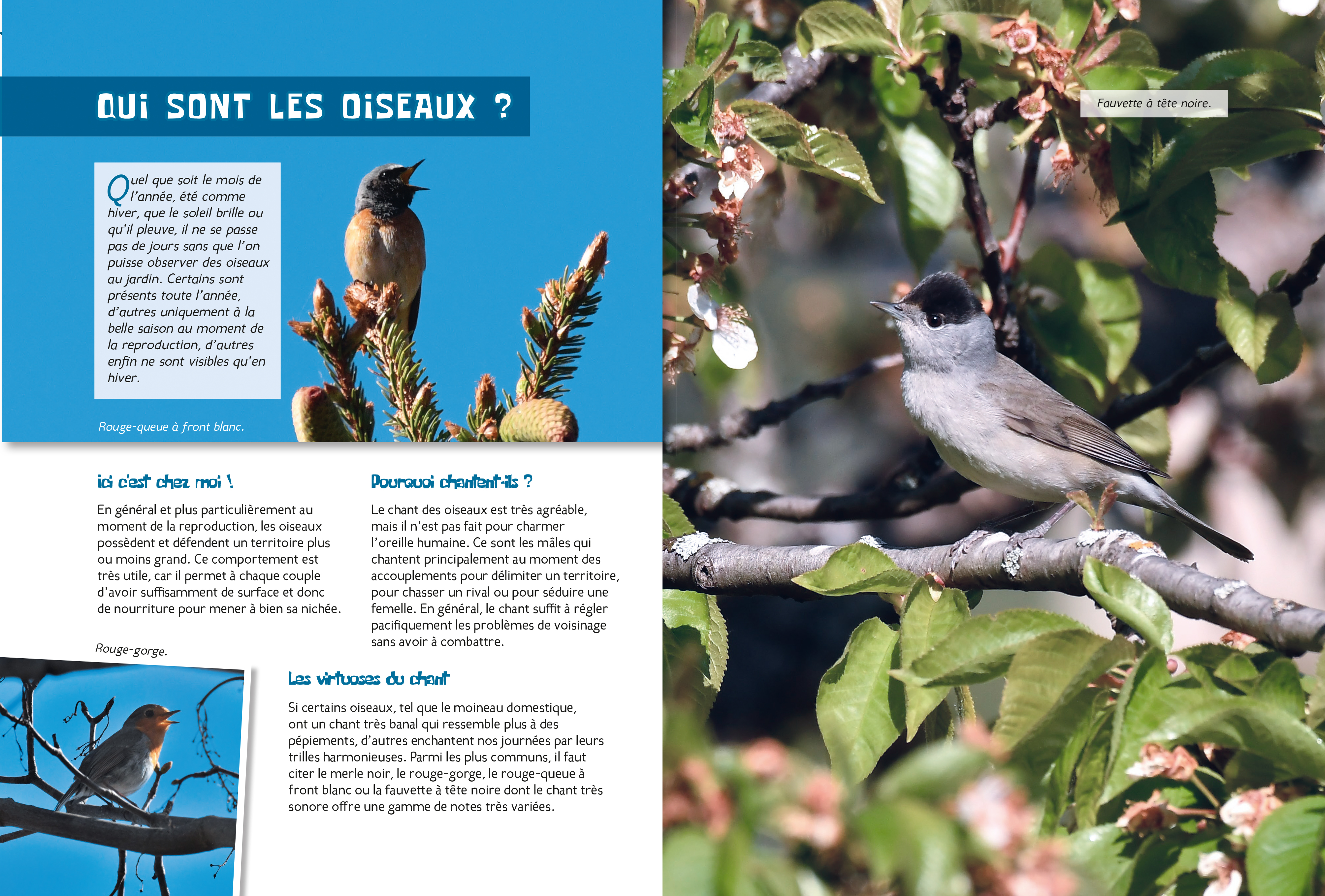 LES OISEAUX DU JARDIN