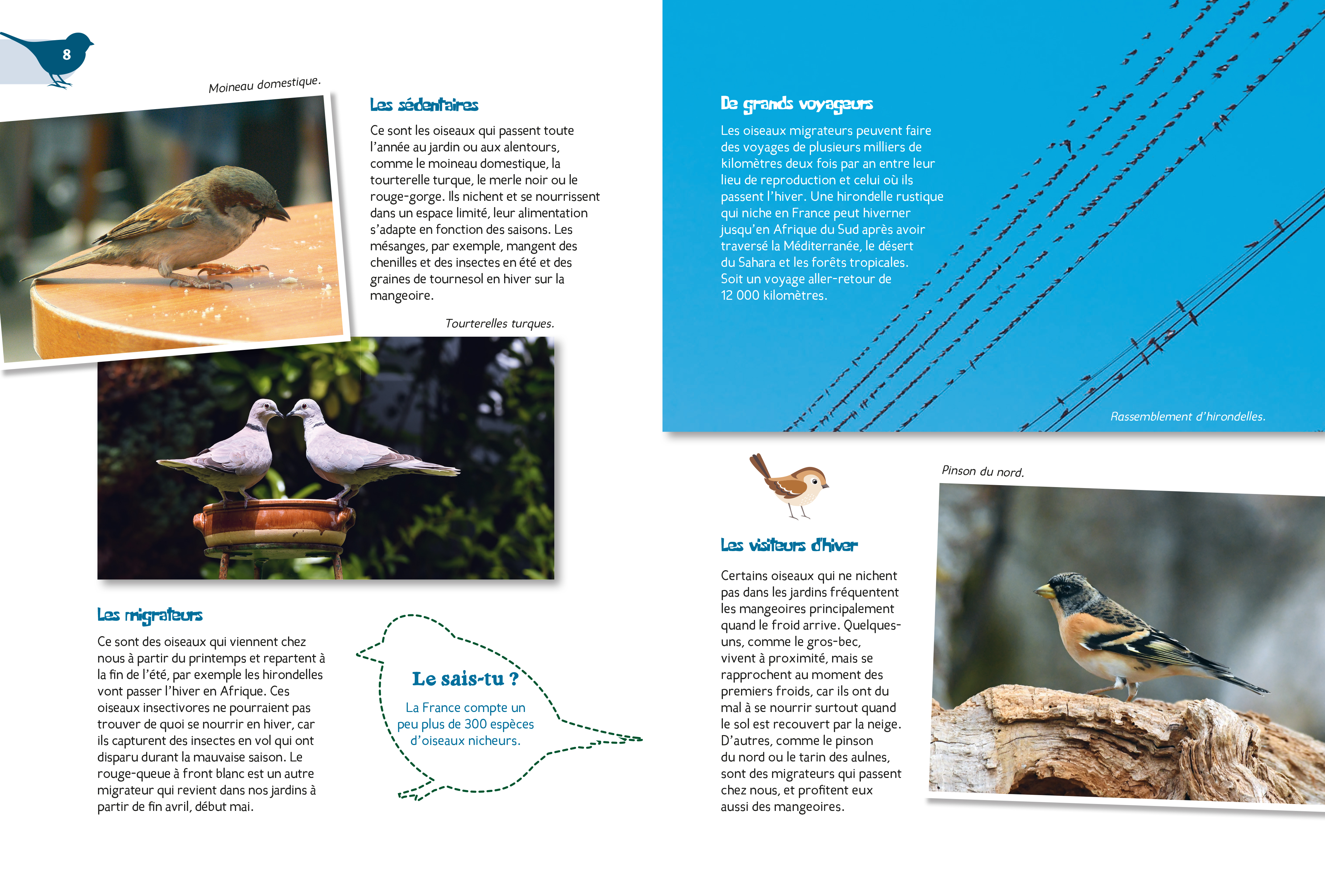 LES OISEAUX DU JARDIN