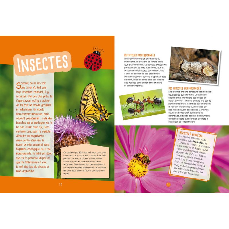 INSECTES & PAPILLONS : OBSERVER, IDENTIFIER, PRESERVER