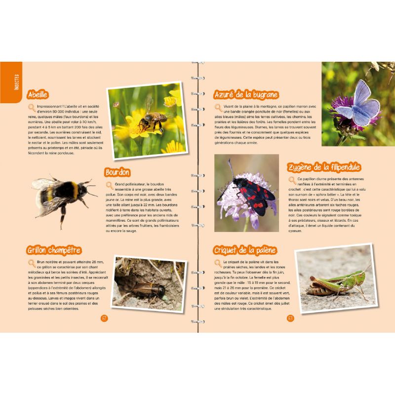 INSECTES & PAPILLONS : OBSERVER, IDENTIFIER, PRESERVER