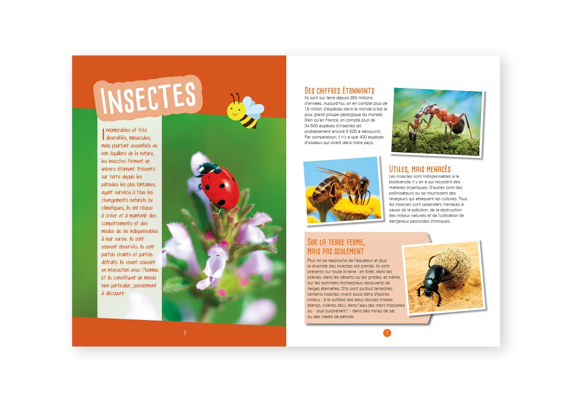INSECTES & PAPILLONS : OBSERVER, IDENTIFIER, PRESERVER