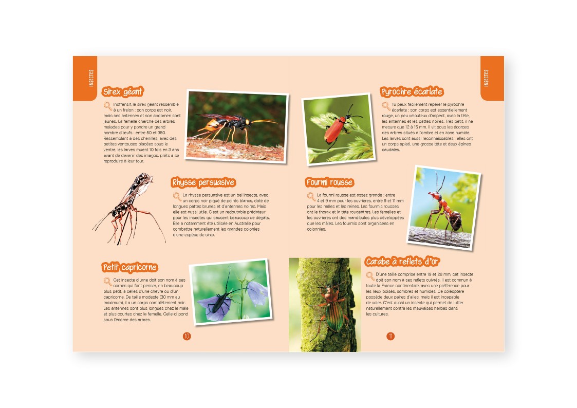 INSECTES & PAPILLONS : OBSERVER, IDENTIFIER, PRESERVER