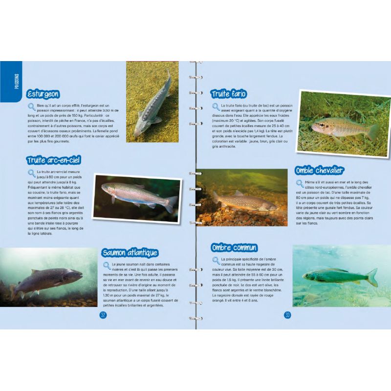 PETITES BETES & PLANTES DES MARES & DES RIVIERES : OBSERVER, IDENTIFIER, PRESERVER