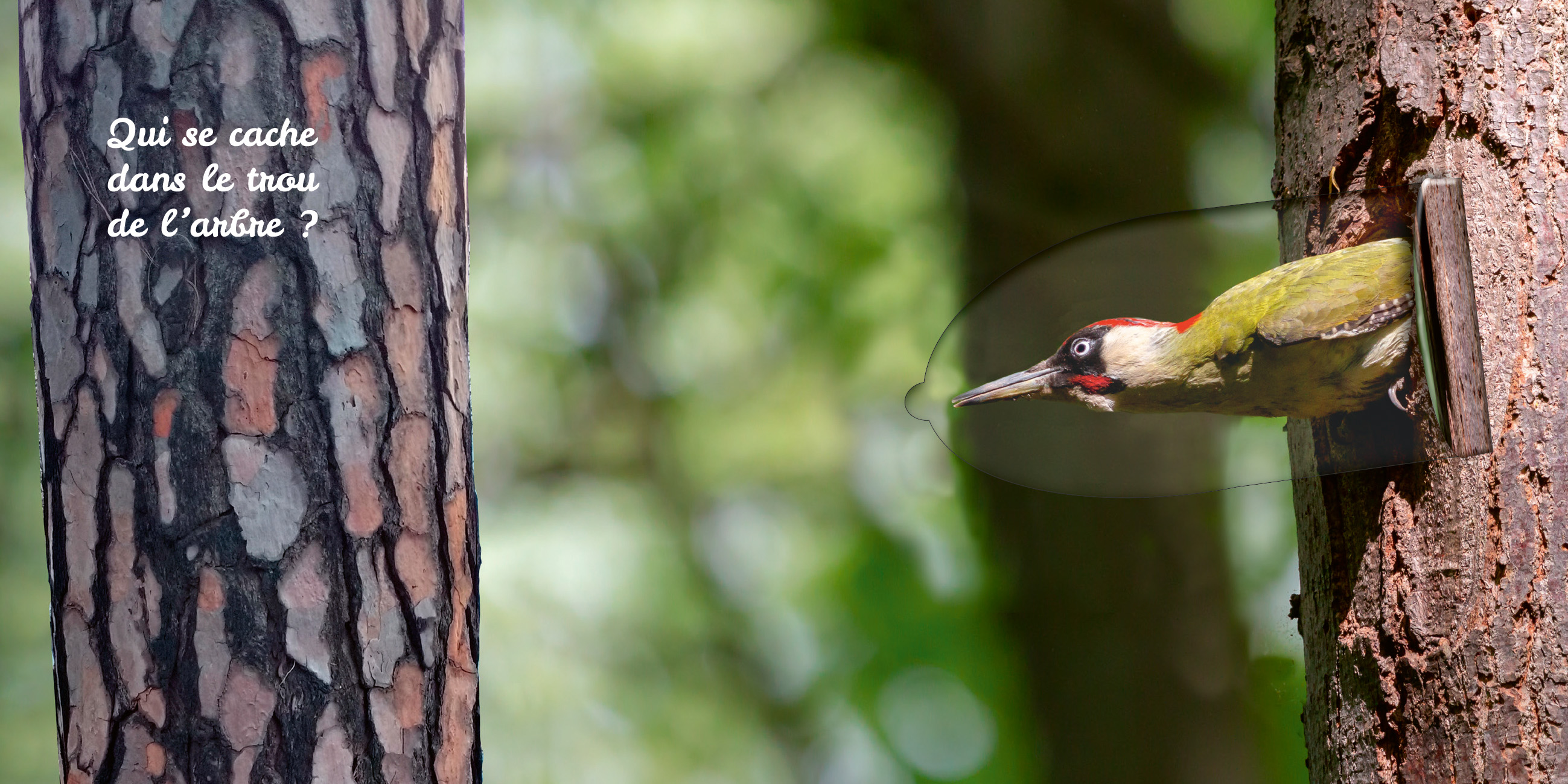 OISEAUX