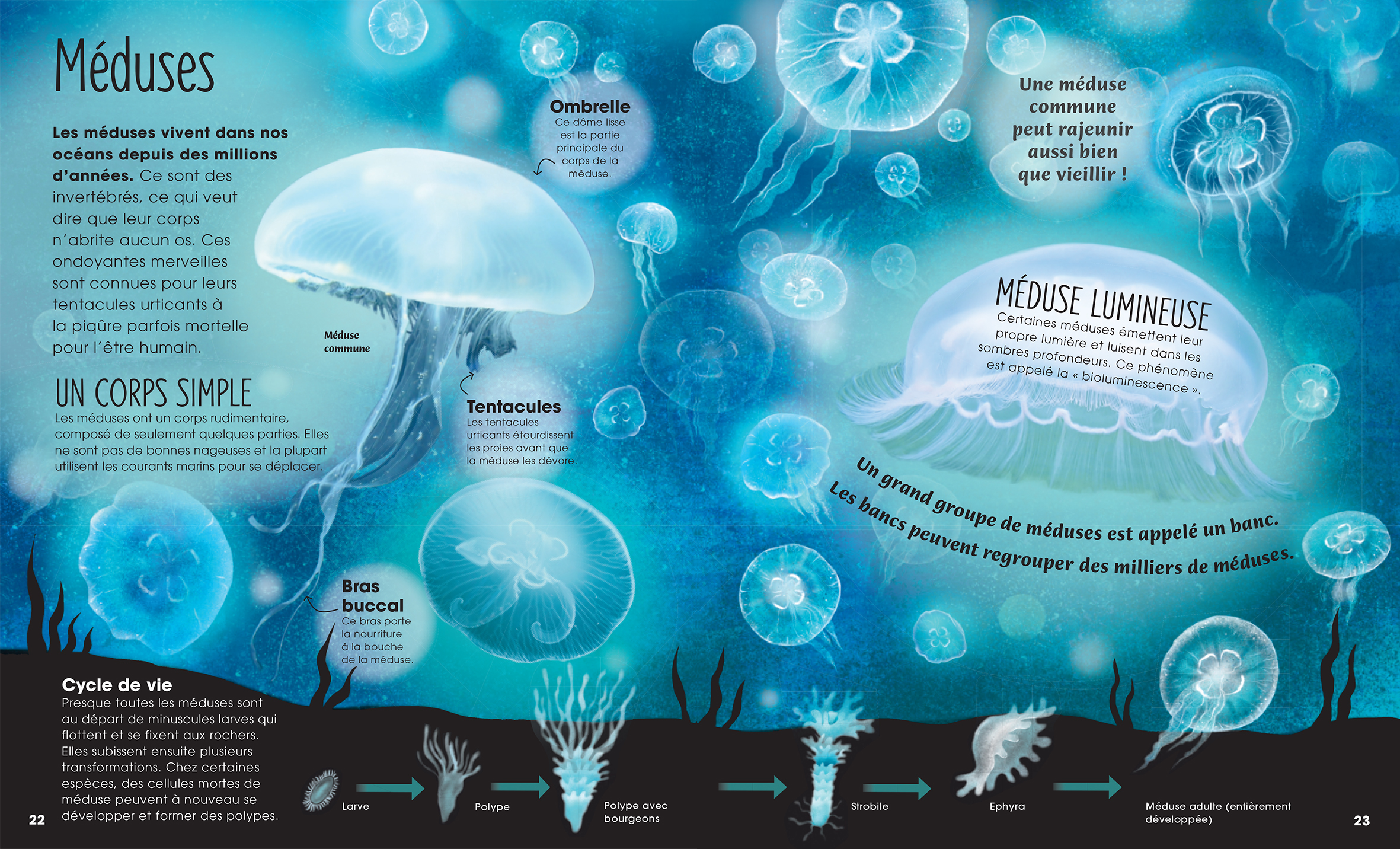 SECRETS ET MYSTERES DES OCEANS