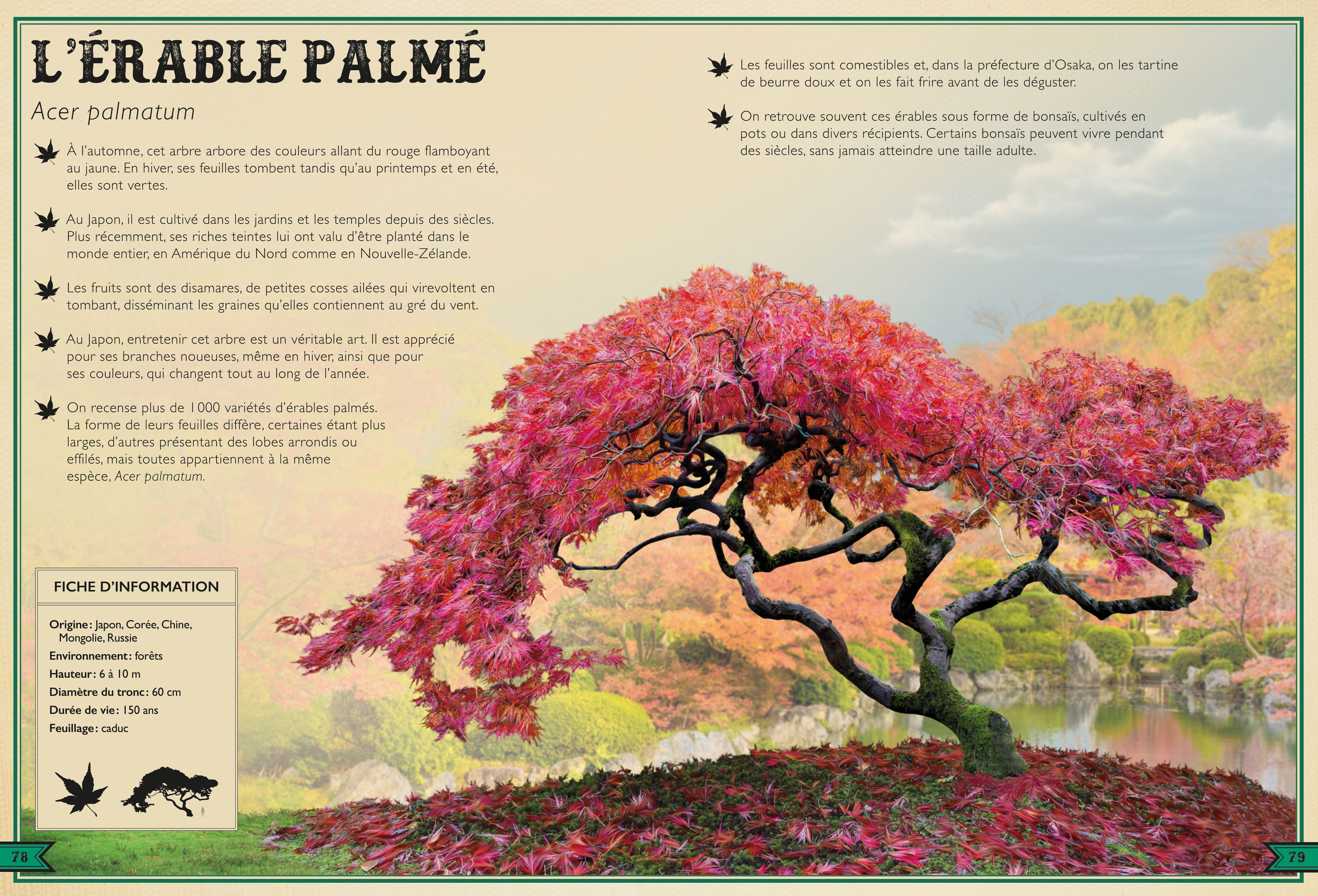 LE LIVRE EXTRAORDINAIRE DES ARBRES