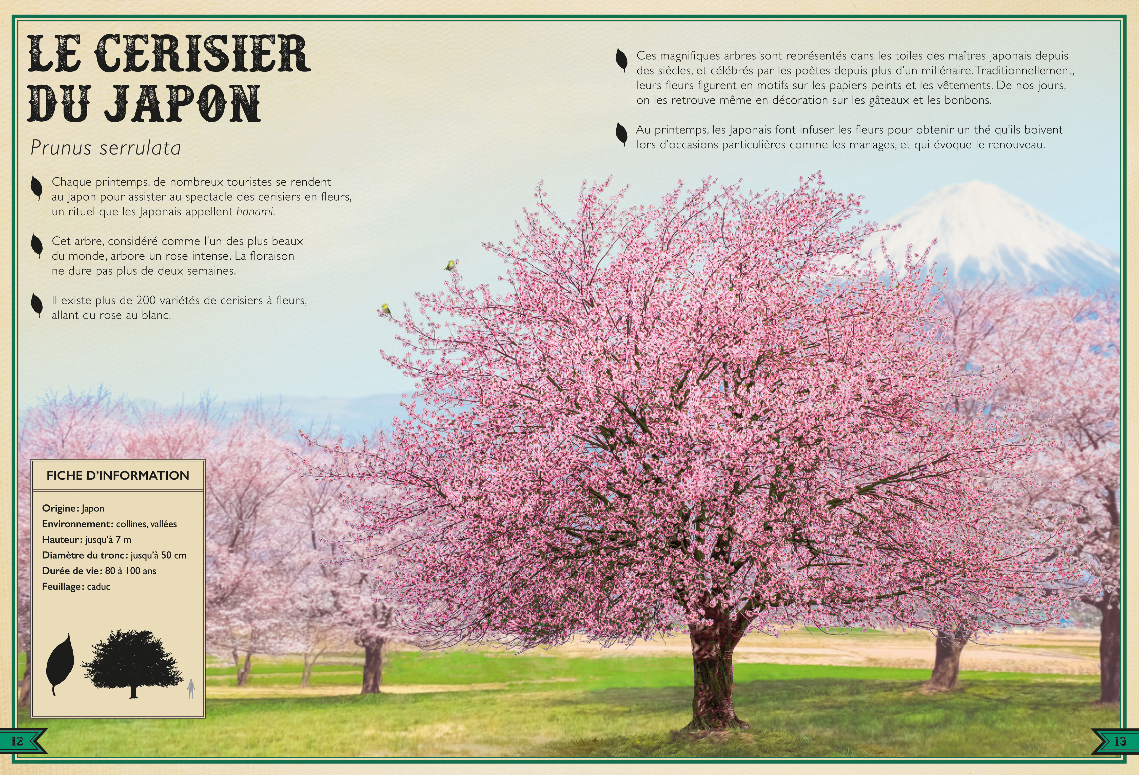 LE LIVRE EXTRAORDINAIRE DES ARBRES