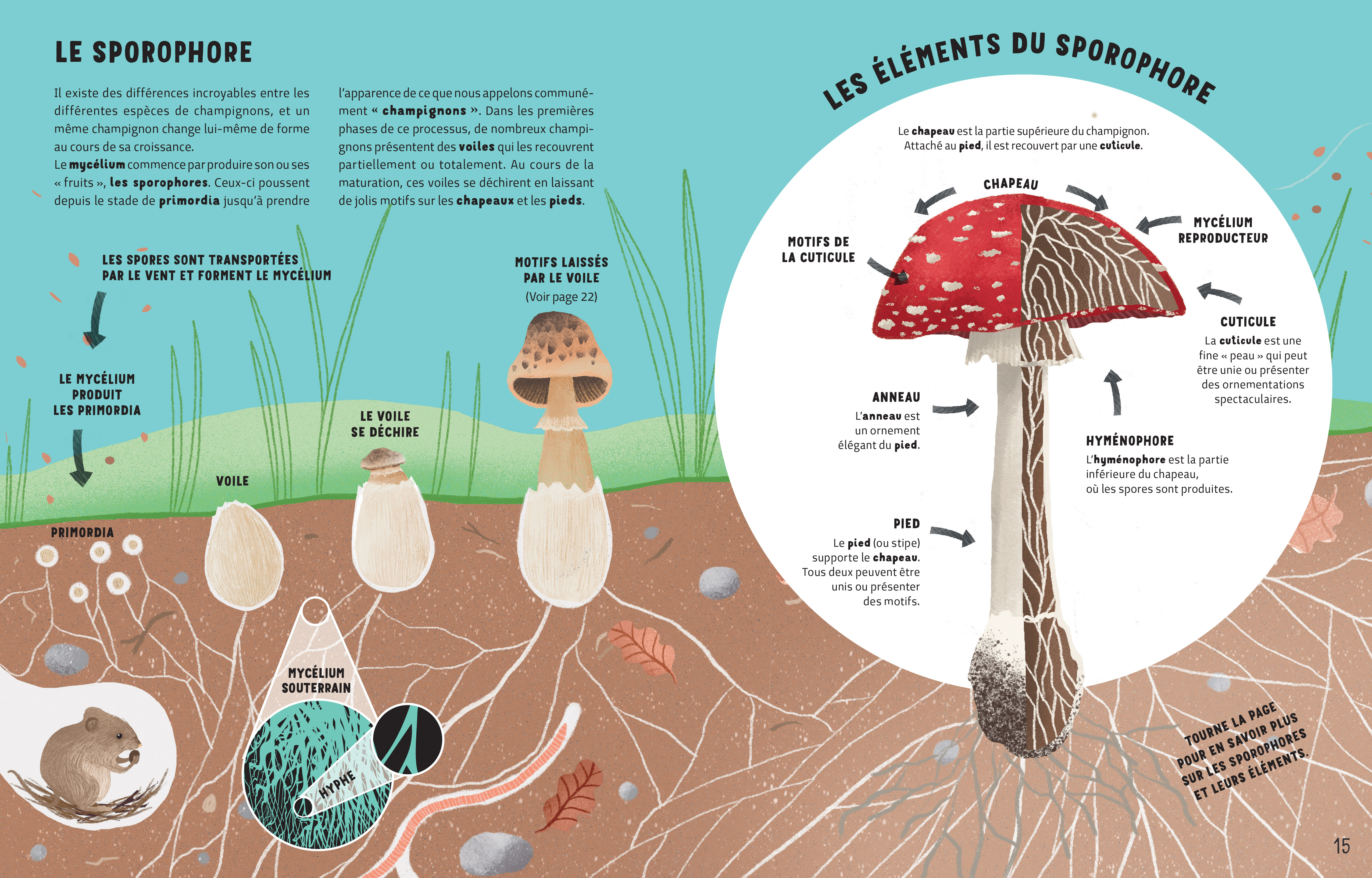 LE SECRET DES CHAMPIGNONS LE SECRET DES CHAMPIGNONS