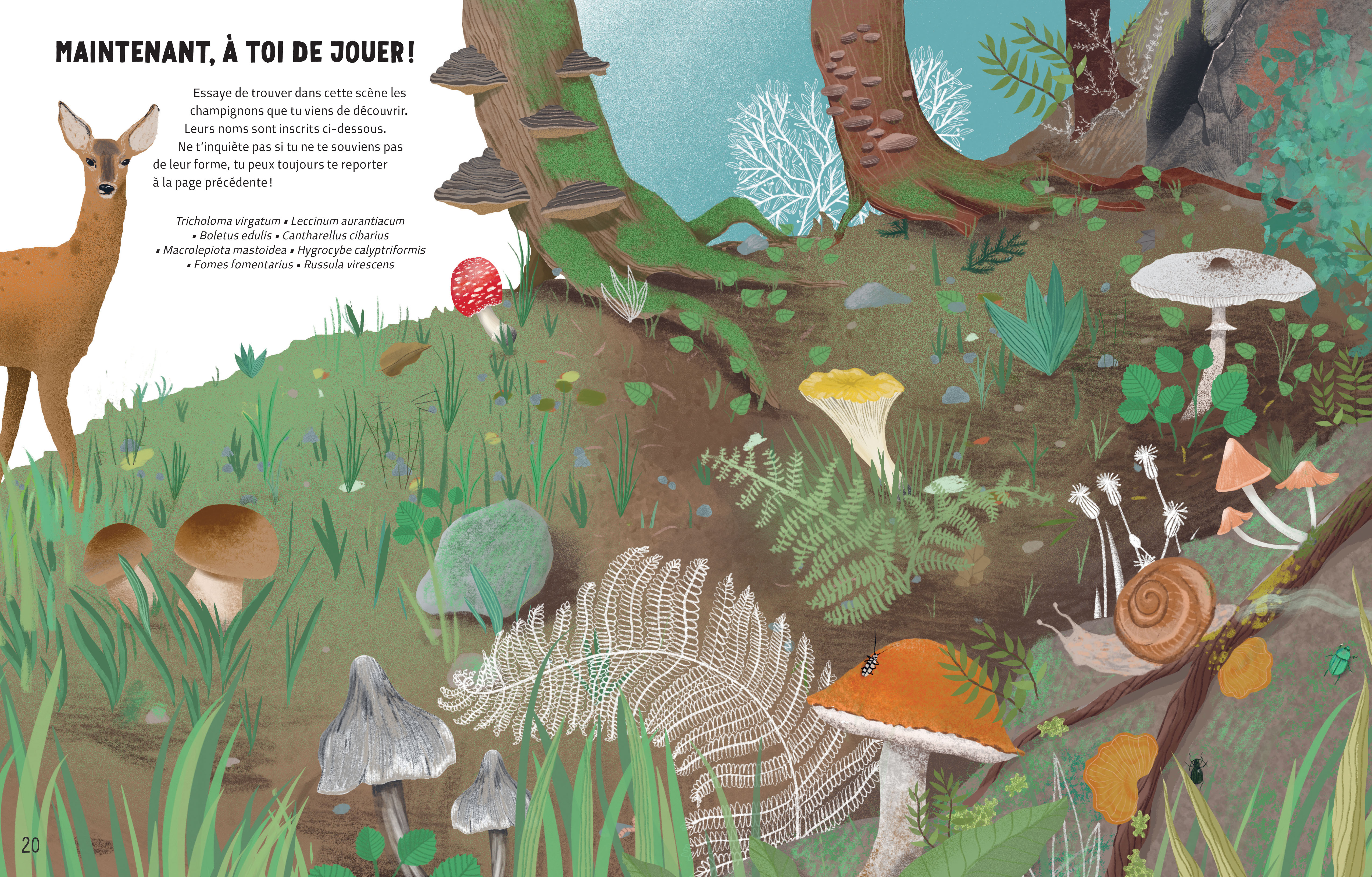 LE SECRET DES CHAMPIGNONS LE SECRET DES CHAMPIGNONS