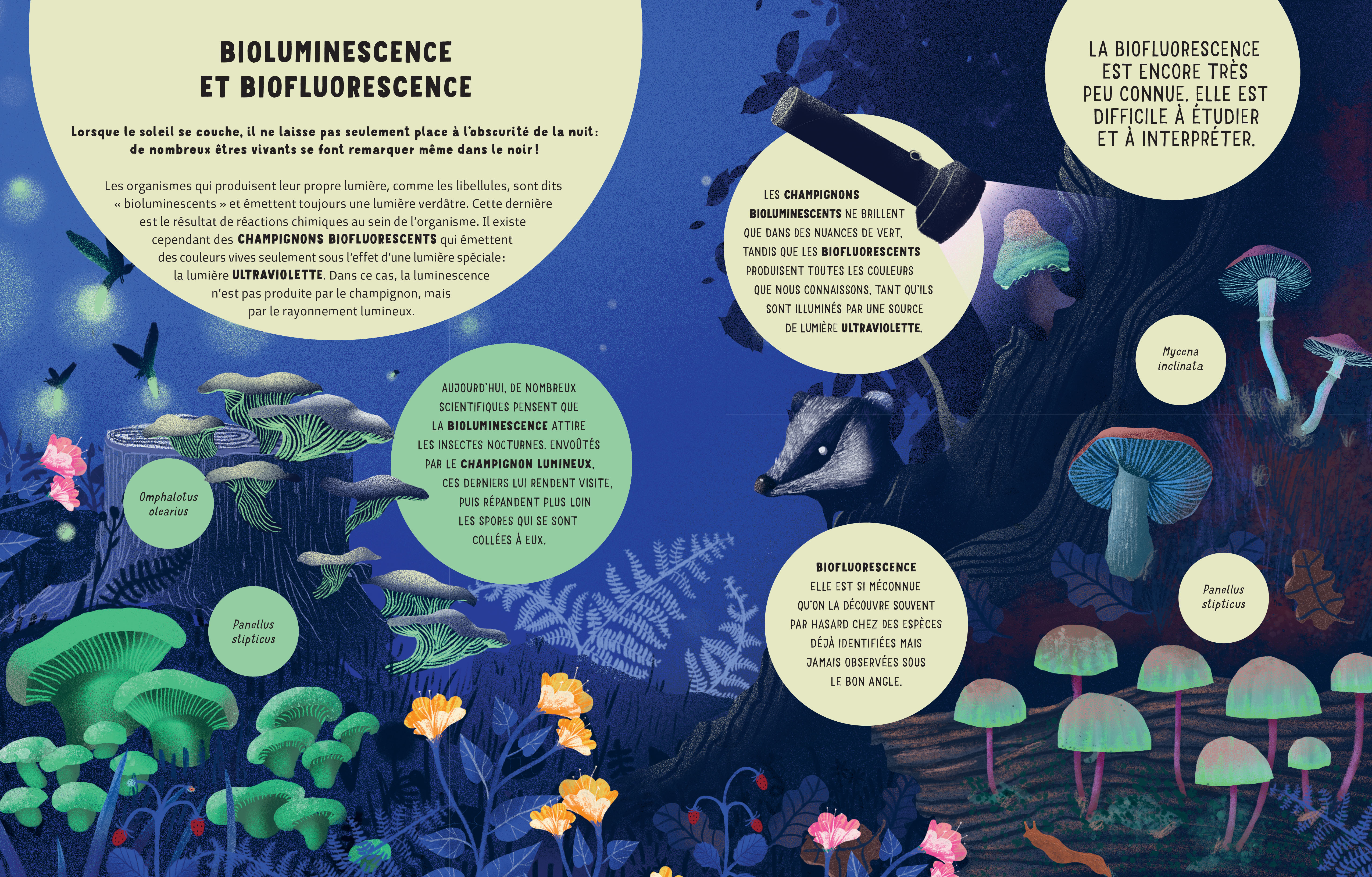 LE SECRET DES CHAMPIGNONS LE SECRET DES CHAMPIGNONS