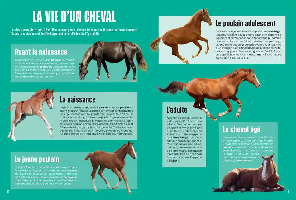LES CHEVAUX