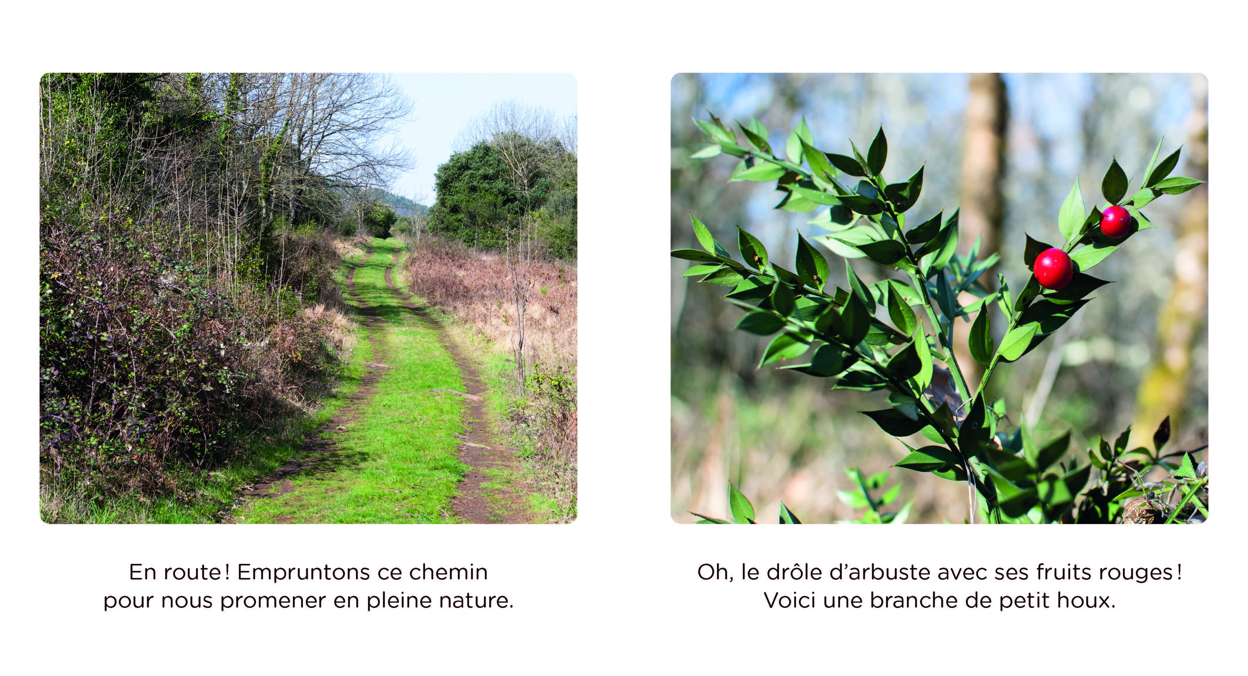 BALADE EN FORET