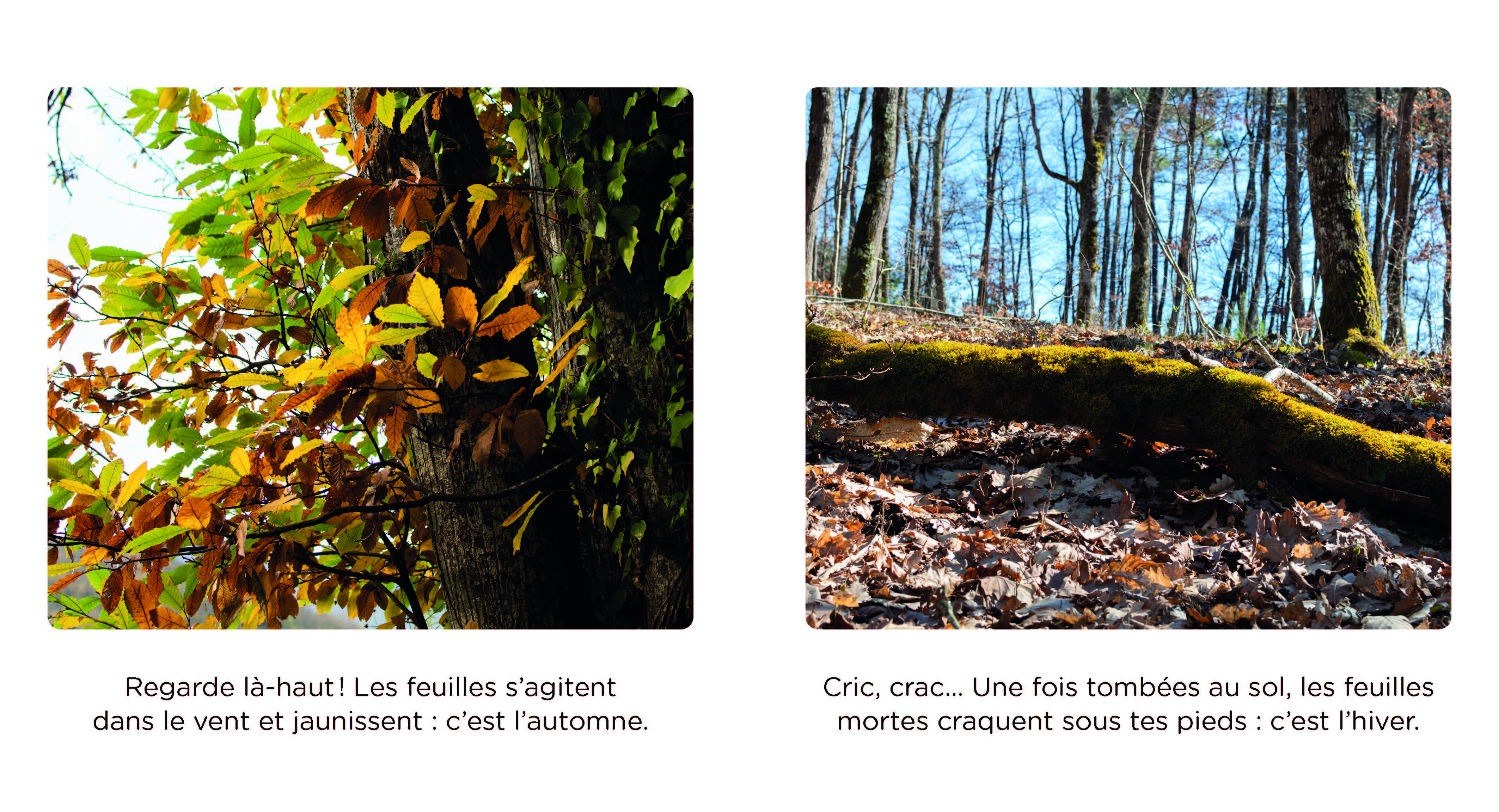 BALADE EN FORET