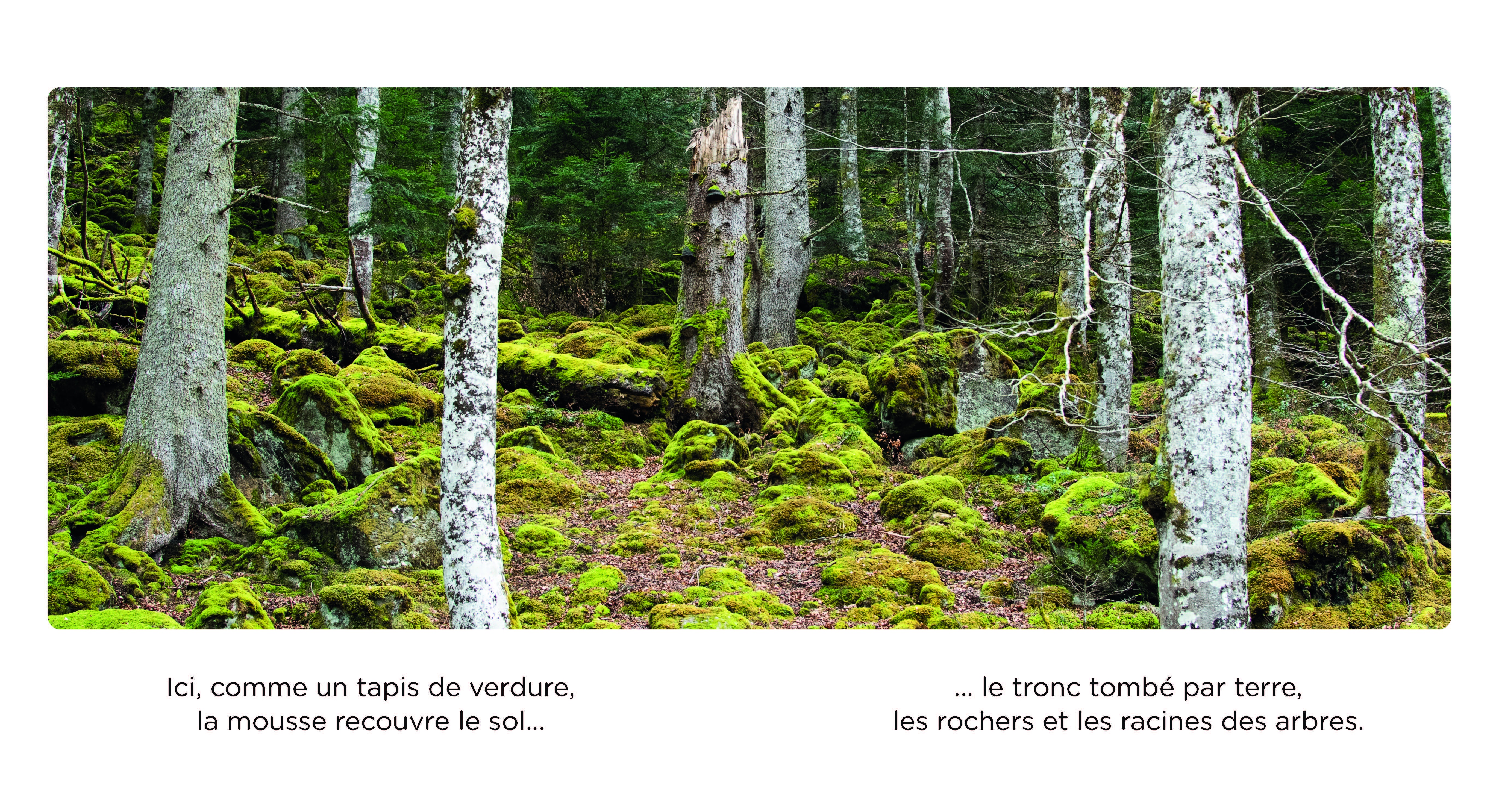 BALADE EN FORET