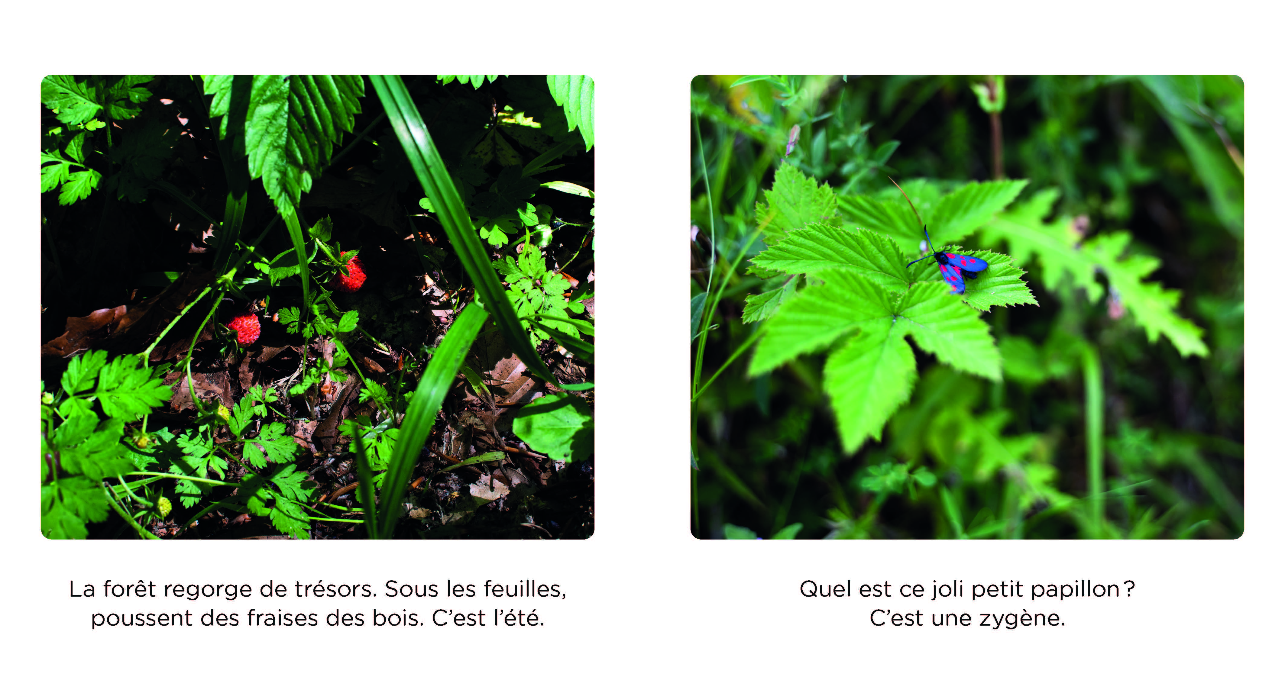 BALADE EN FORET