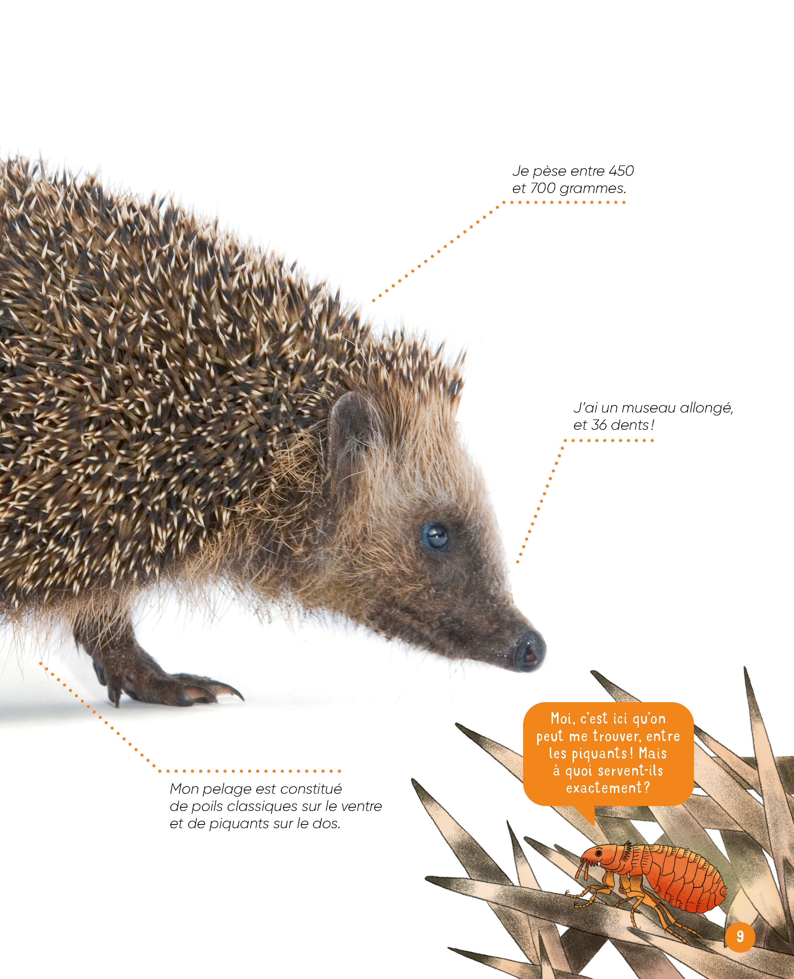 VIS MA VIE DE HERISSON