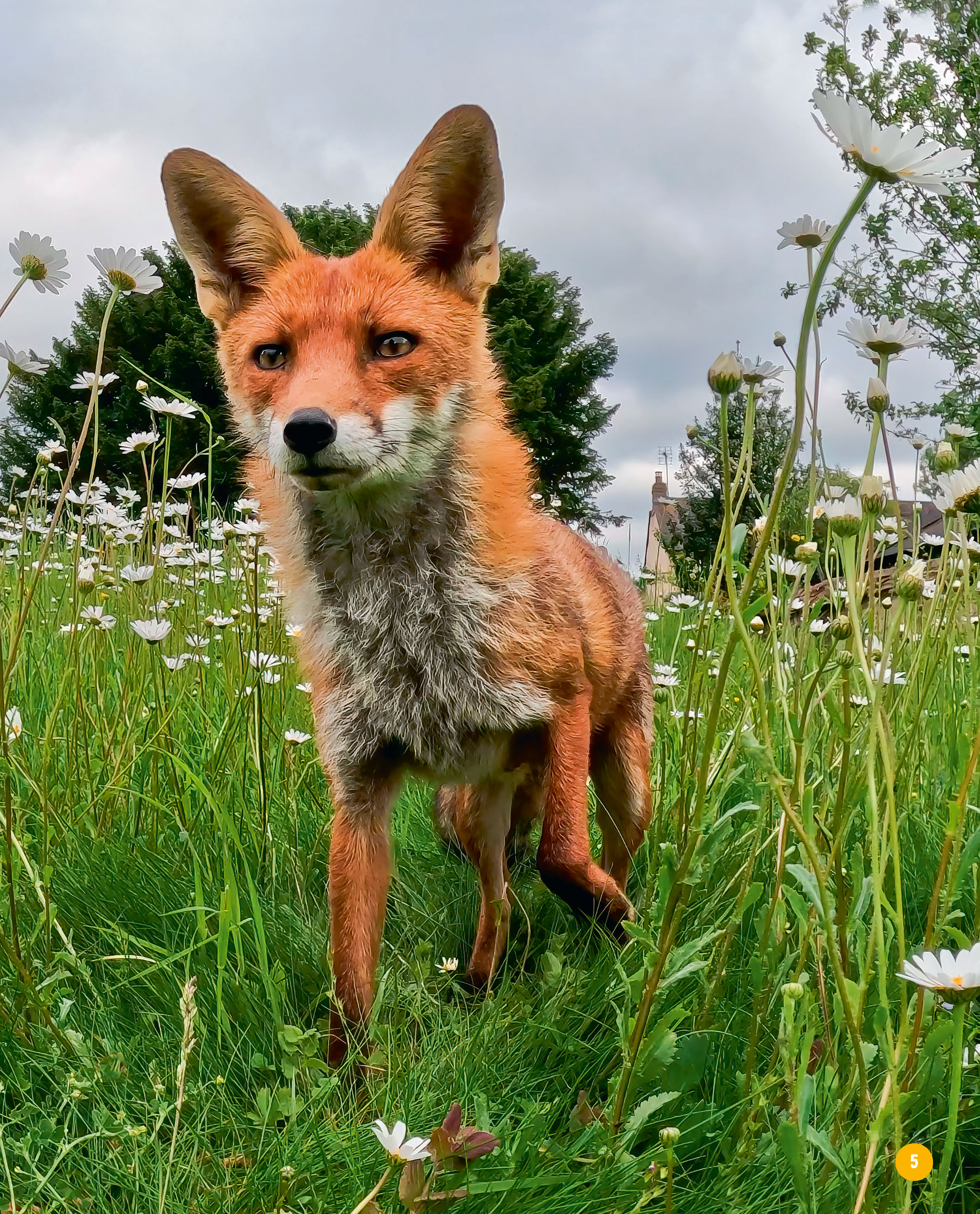 VIS MA VIE DE RENARD