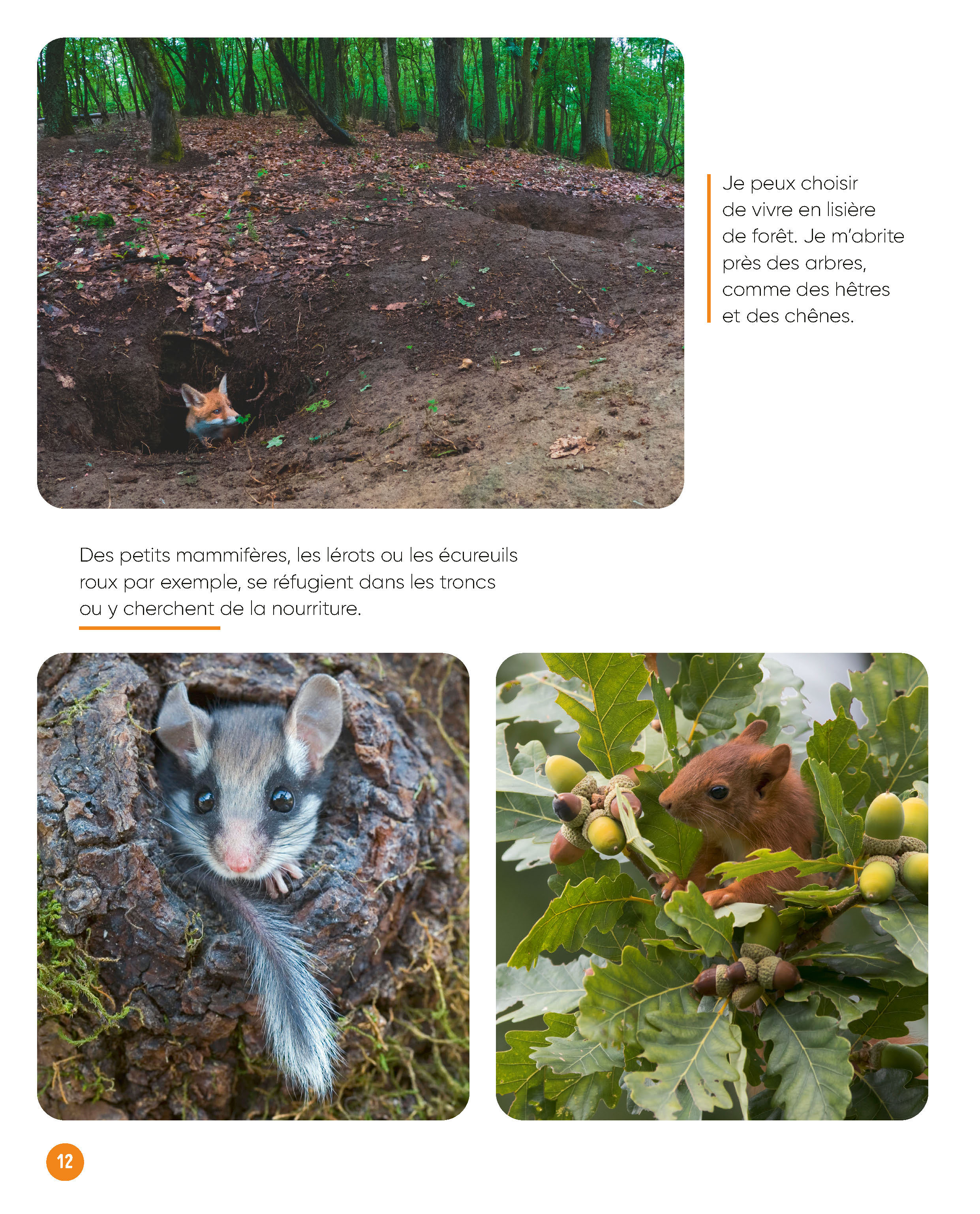 VIS MA VIE DE RENARD