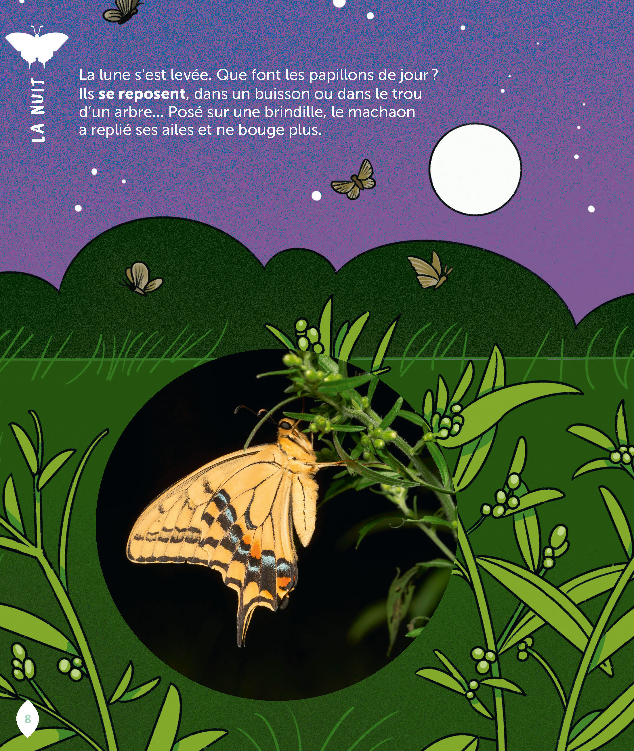 LE PAPILLON