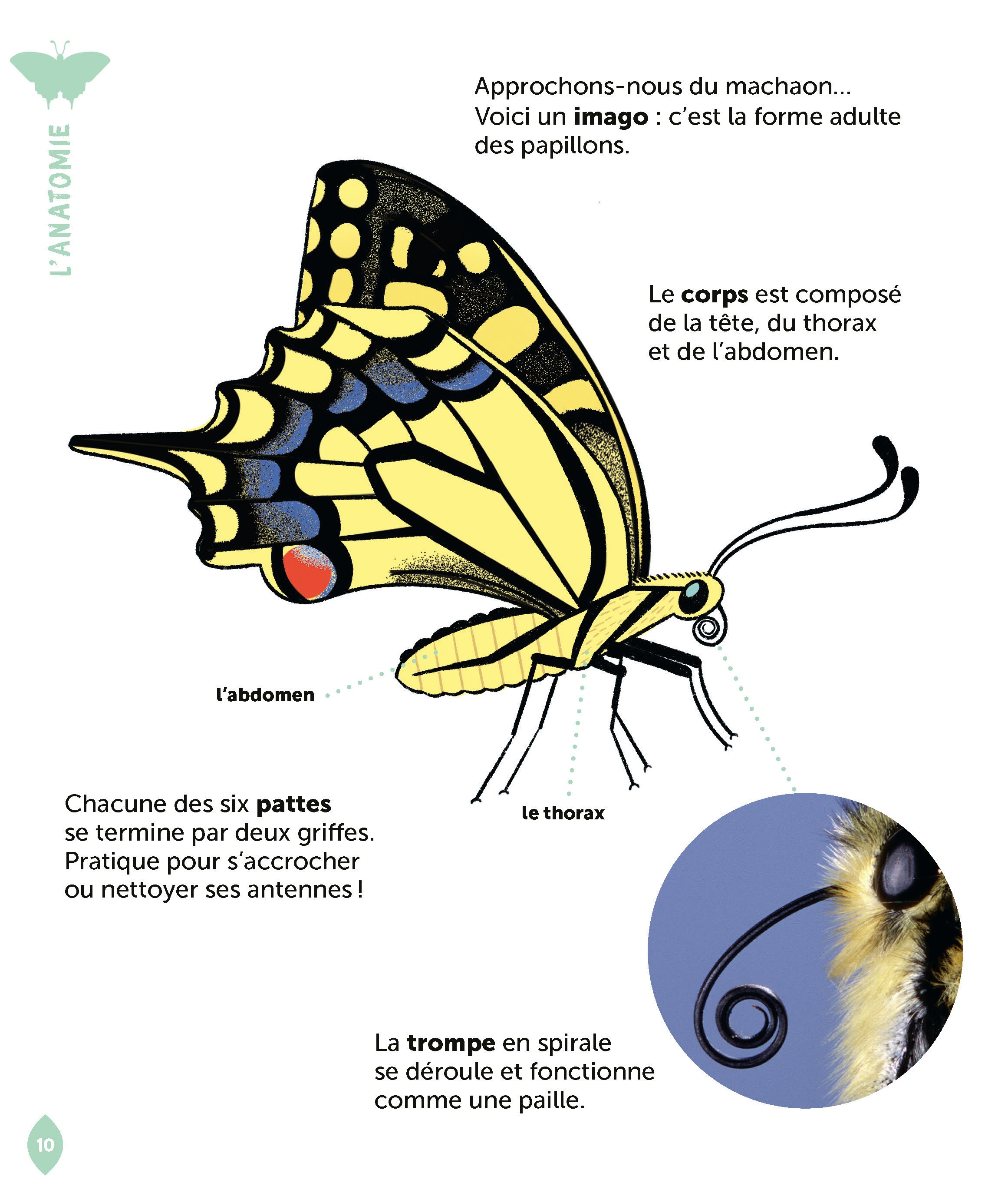 LE PAPILLON