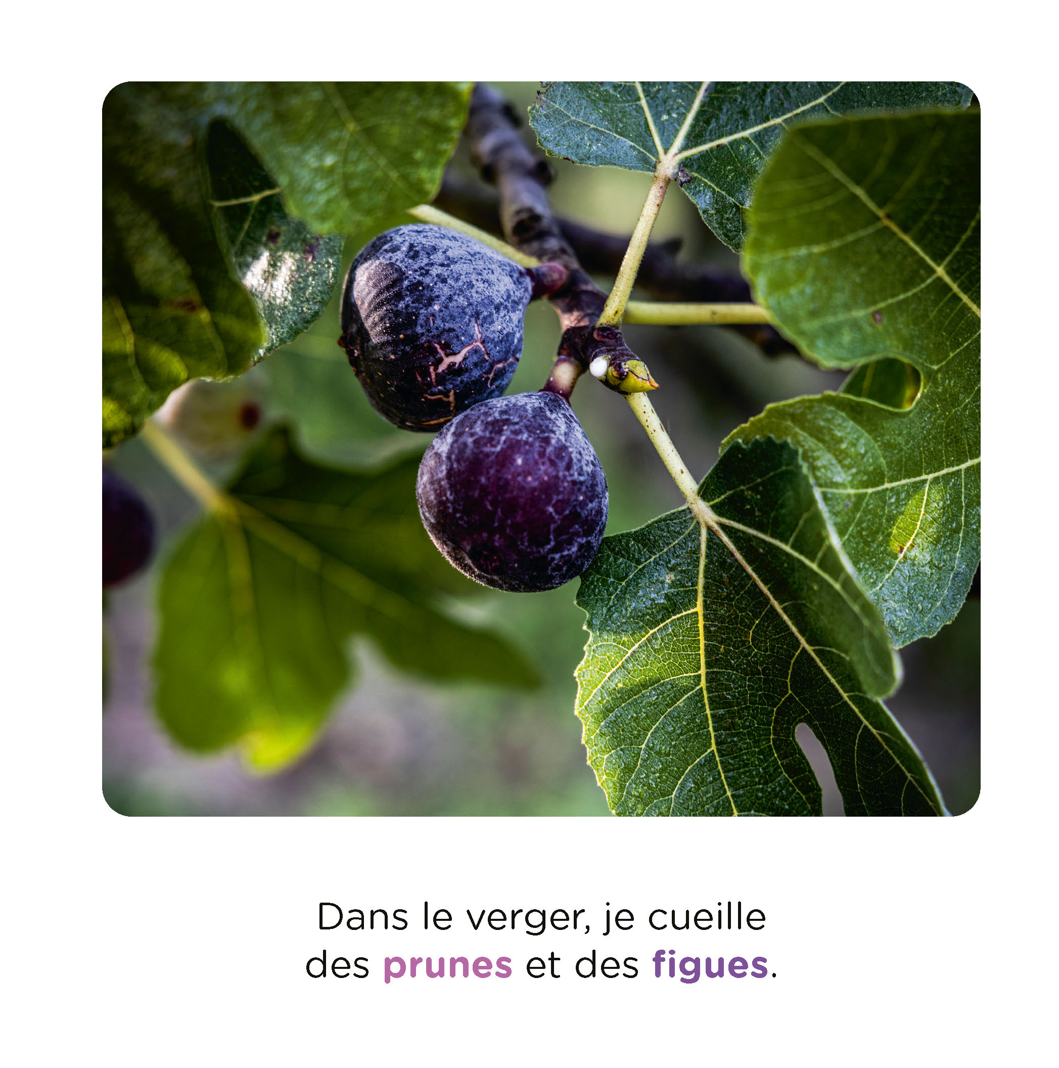 CUEILLETTE A LA FERME