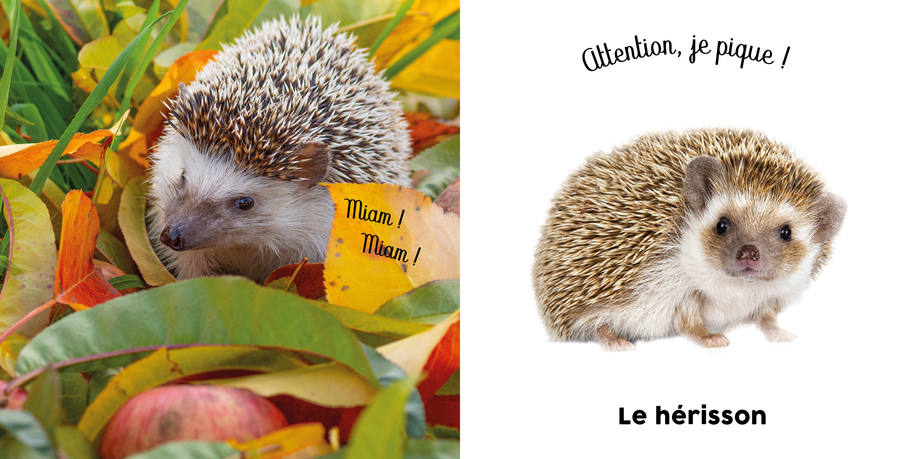 BEBE TOUCHE A TOUT - C